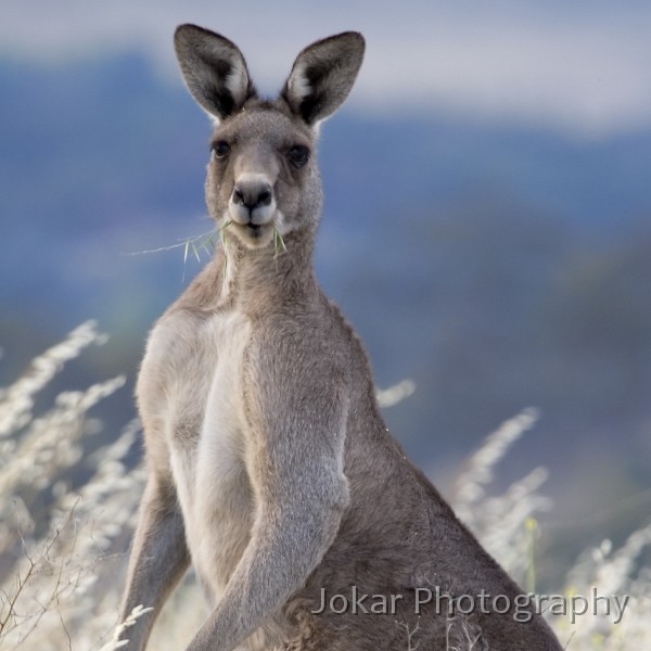 Red Hill_20061120_061.jpg - Big male Eastern Grey Kangaroo, Red Hill, Canberra ACT